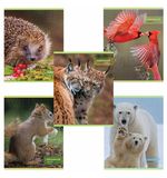 Тетрадь А5 48л. HATBER-ECO скоба, офсет №2 ЭКОНОМ, клетка, обложка мелов. бумага, Дик, 48Т5D1
